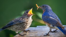 Feeding Mealworms To Birds: Some Simple Advice
