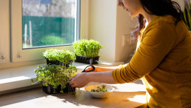Guide To Growing Microgreens And Other Micro Plants At Home
