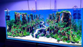 Mini Aquascaping Ideas: Easy Guide with Aquascaping Kits