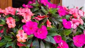The Detailed Guide To New Guinea Impatiens flowers