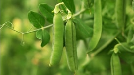Peas Planting, Development, And Harvesting