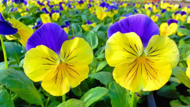 How To Grow Pansies Properly
