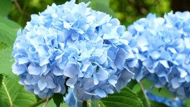 Planting And Caring For Hydrangea