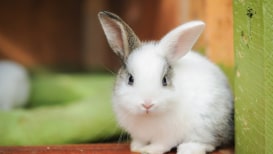Rabbit Cage: Harmless Advice for Keeping Healthy Rabbits