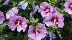 A Delightful Guide To Growing And Caring For Rose Of Sharon