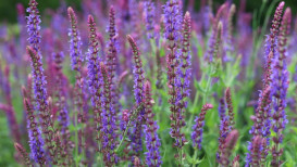 Salvia Plant Growing And Care