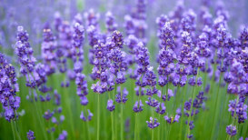 Growing Wild Scented Lavender & 13 Lavender Plant Types