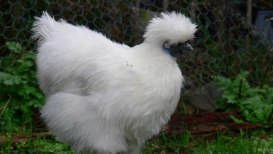 The Ultimate Guide To Growing Chickens In A DIY Style Coop