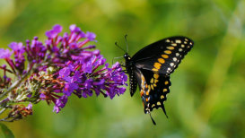 Simple Butterfly Gardens Ideas