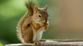 Keeping Squirrels Out Of Your Garden With Squirrel Repellent