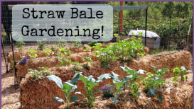 Straw Bale Gardening: How To Get Started