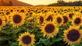 How to Grow Sunflowers Properly