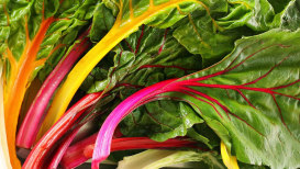 How To Cultivate, Grow, And Harvest Swiss Chard 