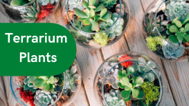 Terrarium Plants: Plants For Indoor Or Outdoor Terrarium 