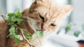 The 19 Worst Toxic Plants For Cats (And Other Pets)