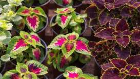 The All-In-One Guide For Taking Care Of Coleus Plants