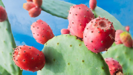 The Cactus Pear: How To Harvest And Prepare.