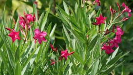 Oleander Plant: All The Details You Need To Know.