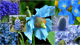 Top 55 Blue Flower Varieties