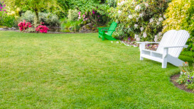 What Types Of Grass Are Best For Your Lawn?
