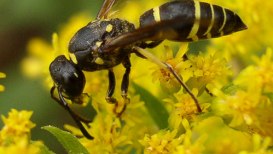 Wasps come in 19 different varieties