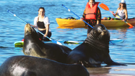 Do Sea Lions Attack kayaks? Let's Find Out