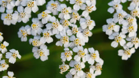 A Simple Guide to Growing Yarrow