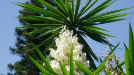 Here Are 17 Unique Yucca Plants And How To Care For Them