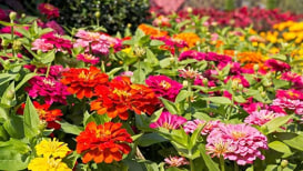 All That You Need To Know About Zinnias