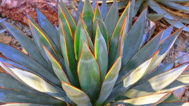 How To Take Care And Grow Agave Plants