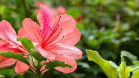 The Ultimate Guide to Cultivating Azalea Flower