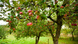 Ultimate Guide For Backyard Orchard Layout