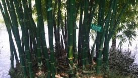 Como cultivar plantas de bambu em ambientes internos