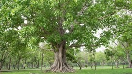 How To Plant And Care For A Bodhi Tree?
