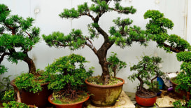 The Ultimate Guide to Bonsai Trees