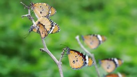 The Life Cycle Stages of the Butterfly 