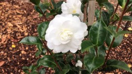 What Are Camellias? And How To Plant And Care?