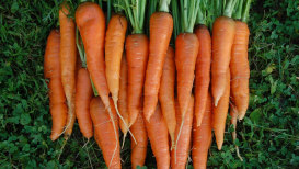 Carrots: From Seed To Table