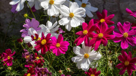 How To Cultivate Cosmos Blossoms Let's Take A look 