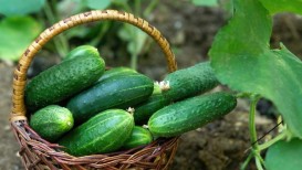 Growing Cucumbers: the best way to grow cucumber plants