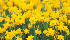 Daffodils: Cultivation And Caring