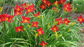 How To Care For Daylilies: From Seed To Bloom