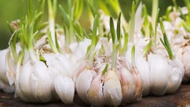 Having Garlic Plants In Your Garden Is A Must.