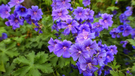 Geraniums Gardening And Blooming Instructions 