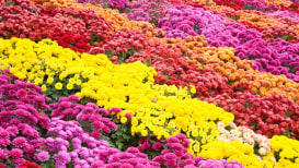 Grow And Care For "Mums" Using Chrysanthemums