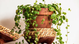 Hanging Pilea Plant: Top 10 Hanging Indoor Plants