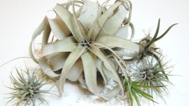  How Can You Grow and Take Care of the Best Air Plants?