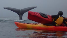 kayaker swallowed by whale
