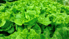 How Lettuce Is Planted, Grown, And Harvested