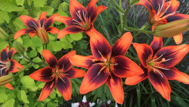 Forever Susan Asiatic Lily Care Guide